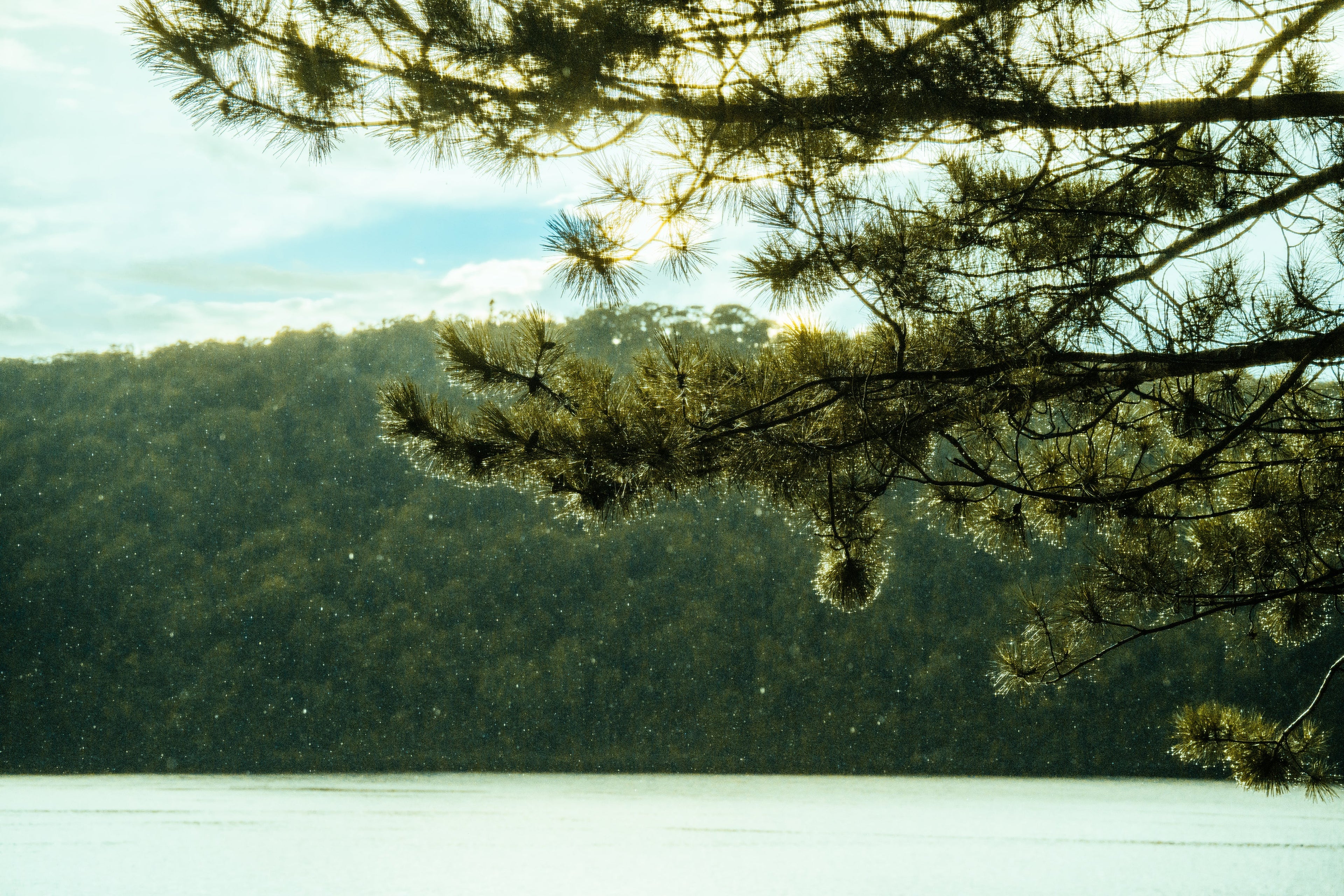 Evergreen Trees - End of Spring Blow Out!