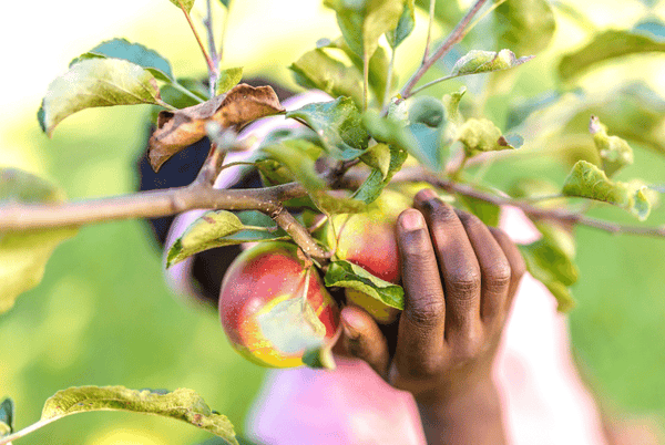 Picking your own home grown fruit fresh from your big fruit trees