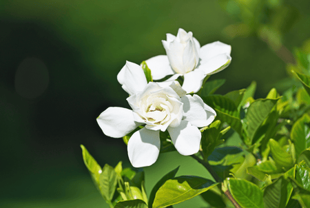 Gardenia Flowering Shrubs