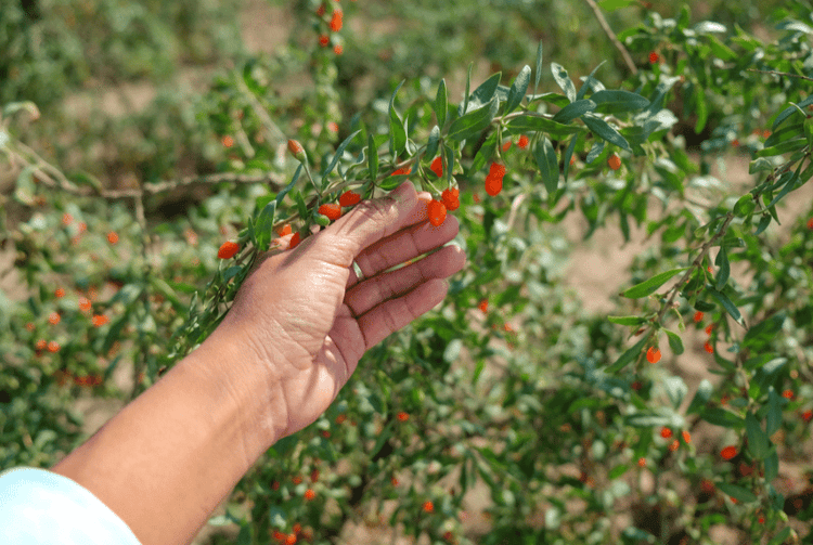 Goji Berry Plants