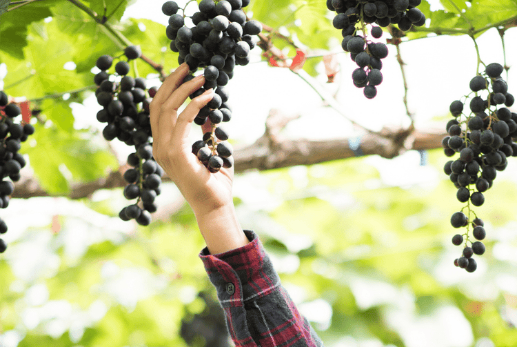 Grow your own juicy grapes