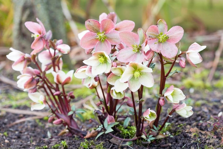 Helleborus