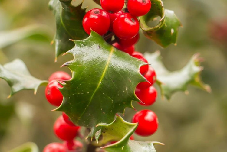 Holly Evergreens