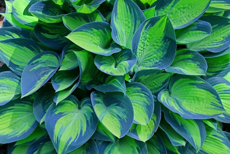 Hostas