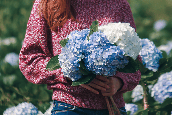 Woman holding bouquet of blue and white hydrangea flowers.