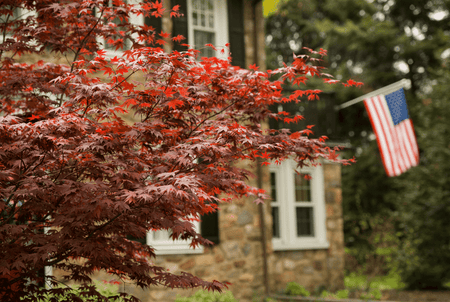 A Bloodgood Japanese Maple standing tall in front of a home.