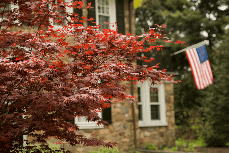 A Bloodgood Japanese Maple standing tall in front of a home.