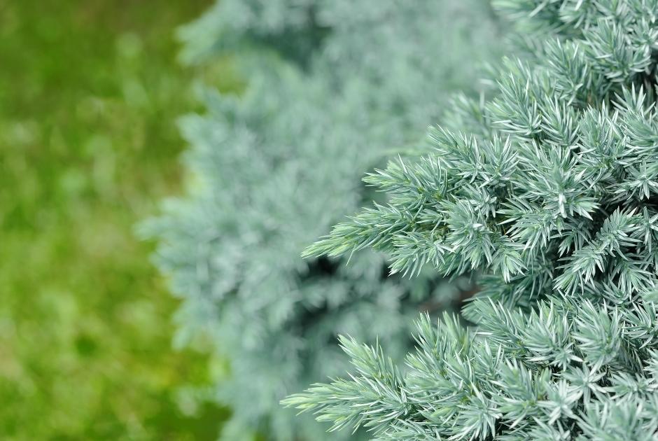 Evergreen Juniper Shrubs