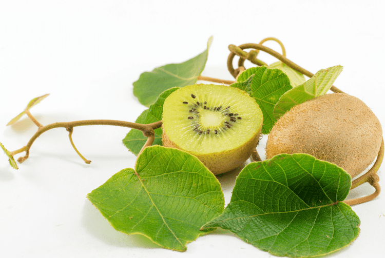 Kiwi Vines