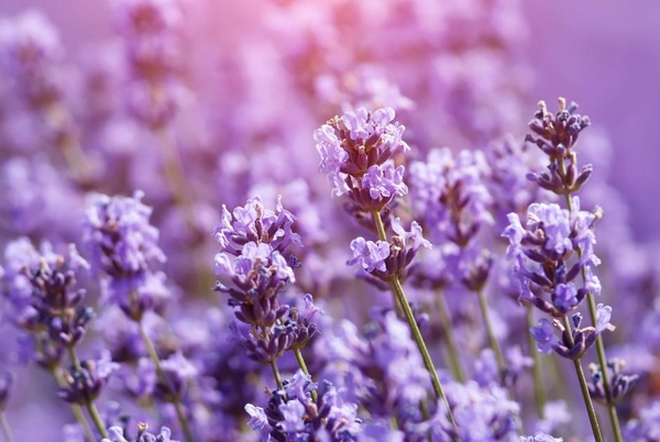 Grow your own lavender!