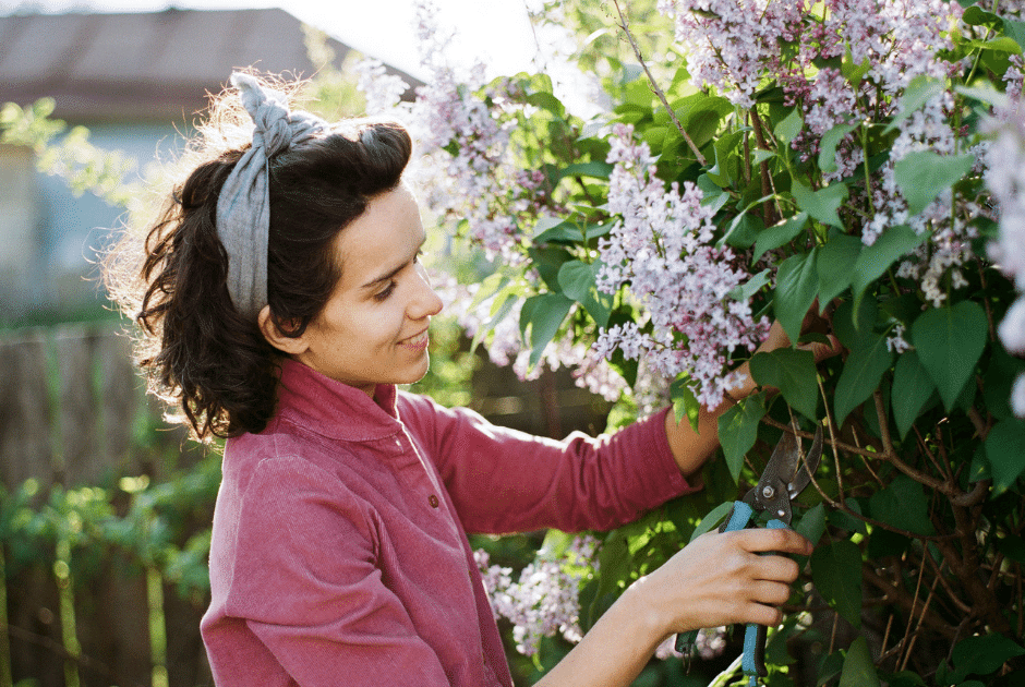 Lilac Shrubs