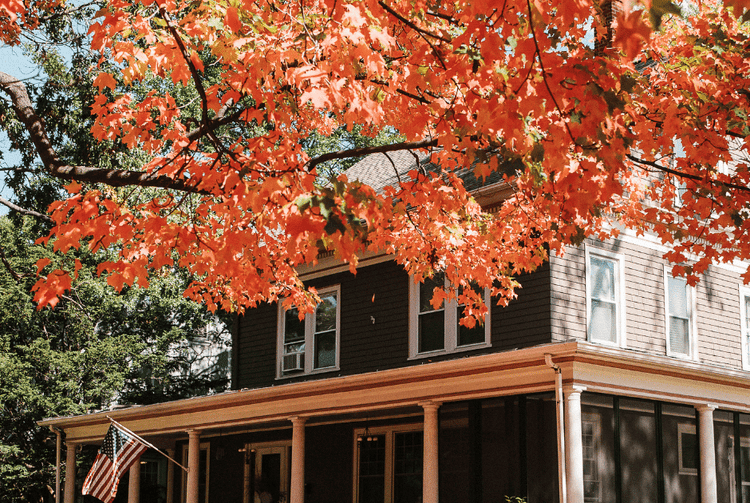 Maple trees are great for fall color and tire swings!