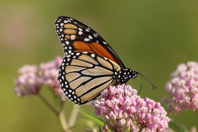 Milkweed