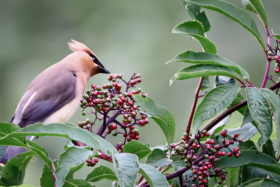 Audubon® Native Edible Shrubs