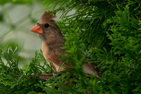 Plant Audubon Native evergreen shrubs