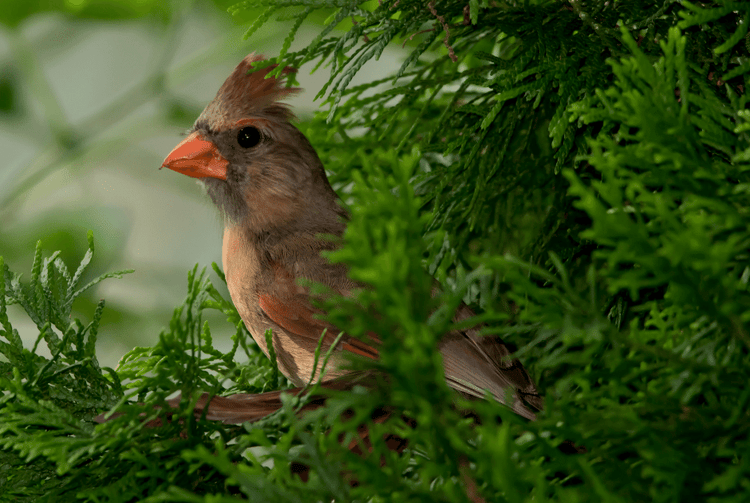 Plant Audubon Native evergreen shrubs