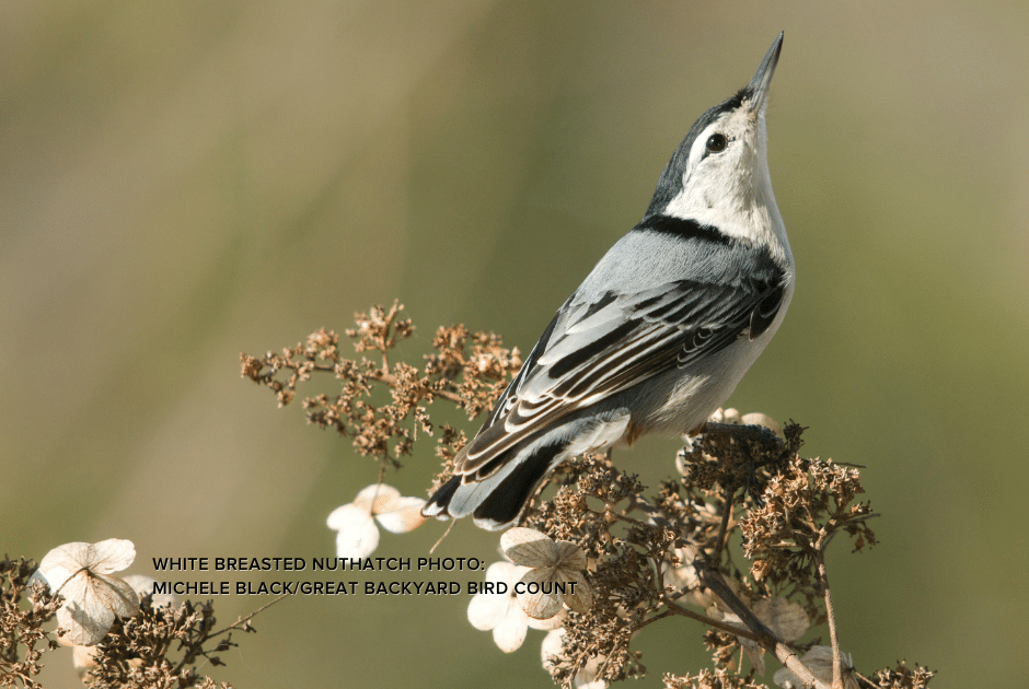 Audubon® Native Flowering Shrubs