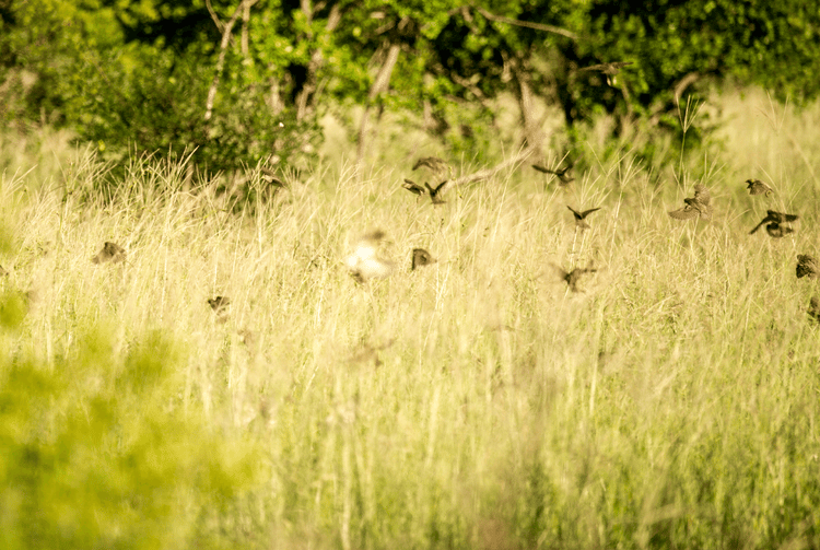 Native grasses provide food and shelter for insects and birds.