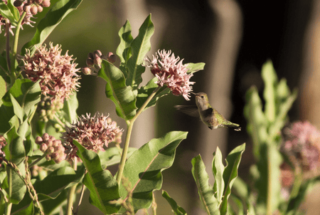 Grow your own native perennial garden to attract and benefit birds