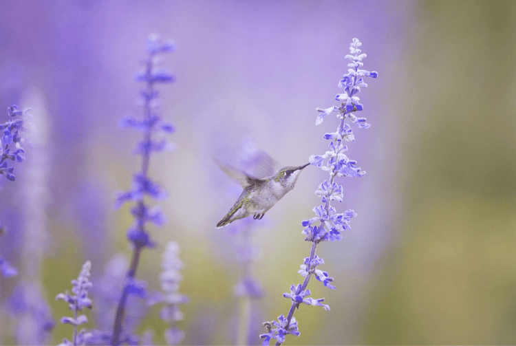 Plant native perennials and grasses for birds