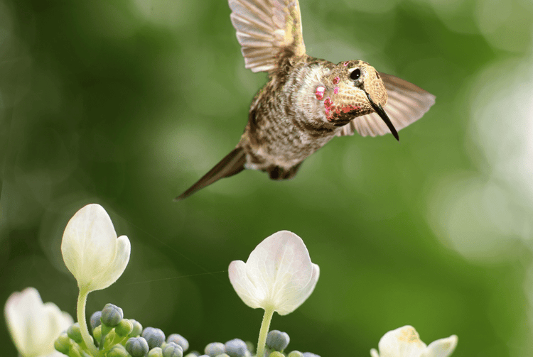 Audubon® Native Shrubs