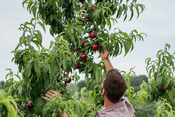 Grow and pick your own nectarines from your backyard nectarine trees!