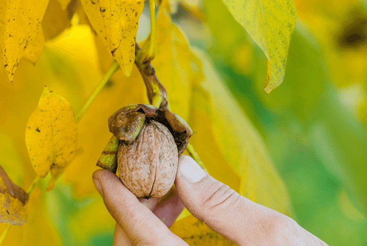 Nut Trees