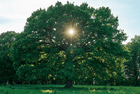 The almighty oak tree stands tall in all landscapes