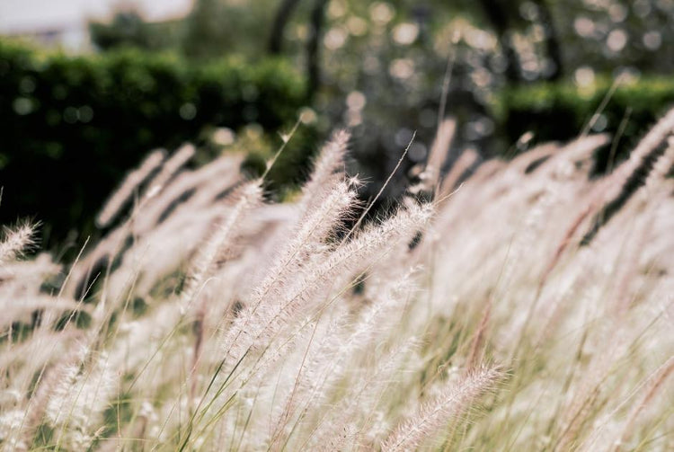 Plant ornamental grasses in your garden for added texture and curb appeal