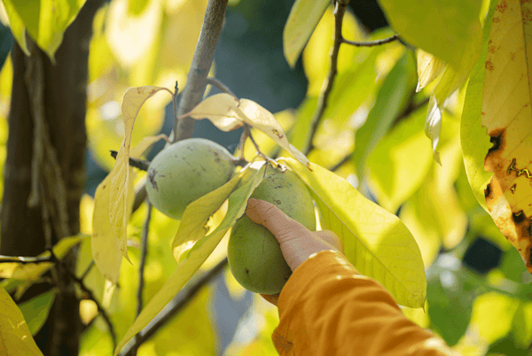 Grow and enjoy eating your homegrown pawpaw fresh off the tree