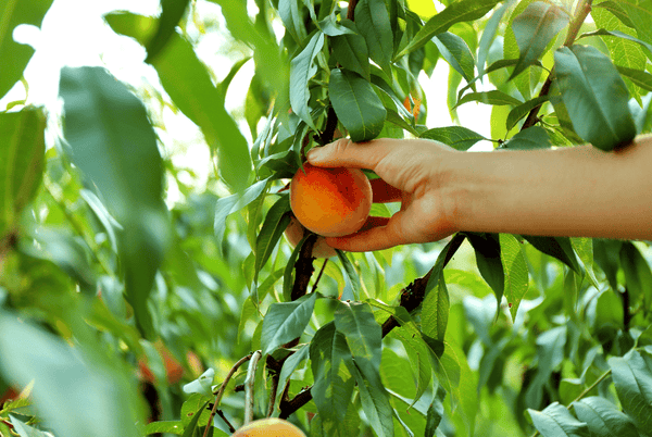 Grow and pick your own peaches from your very own peach trees delivered fresh from the grower