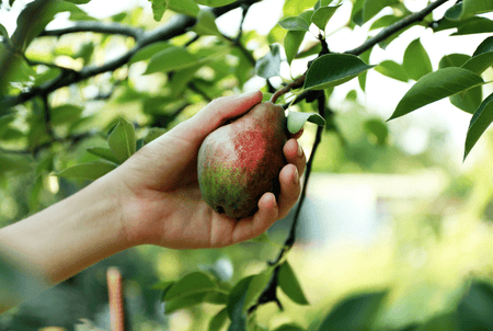 Grow and harvest your own fresh pears from your backyard