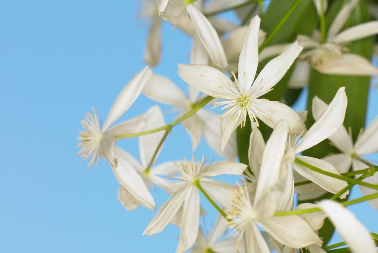 Flowering perennial shrub