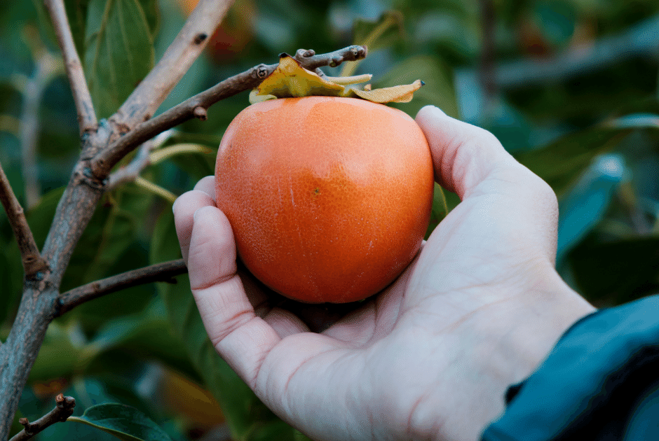 Persimmon Trees