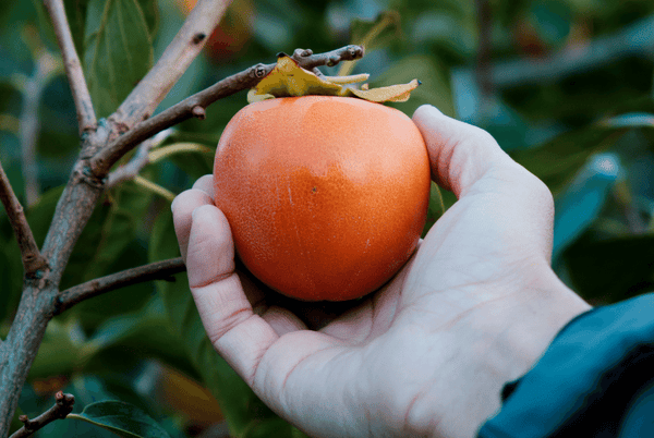 Grow and pick your own persimmon fruit fresh from your backyard