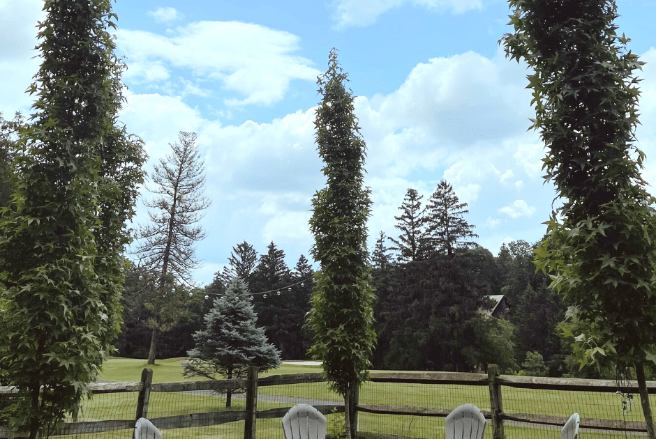 Pillar Trees (Columnar) – Bower & Branch