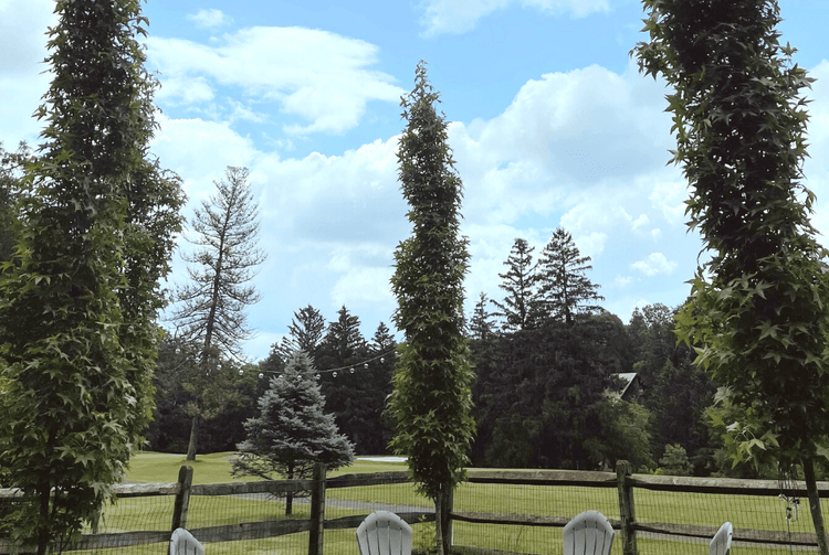 Slender Silhouette Sweetgum Columnar trees around a fire pit