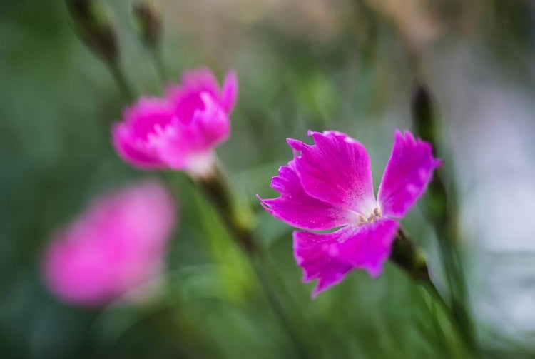 Pinks (Dianthus)