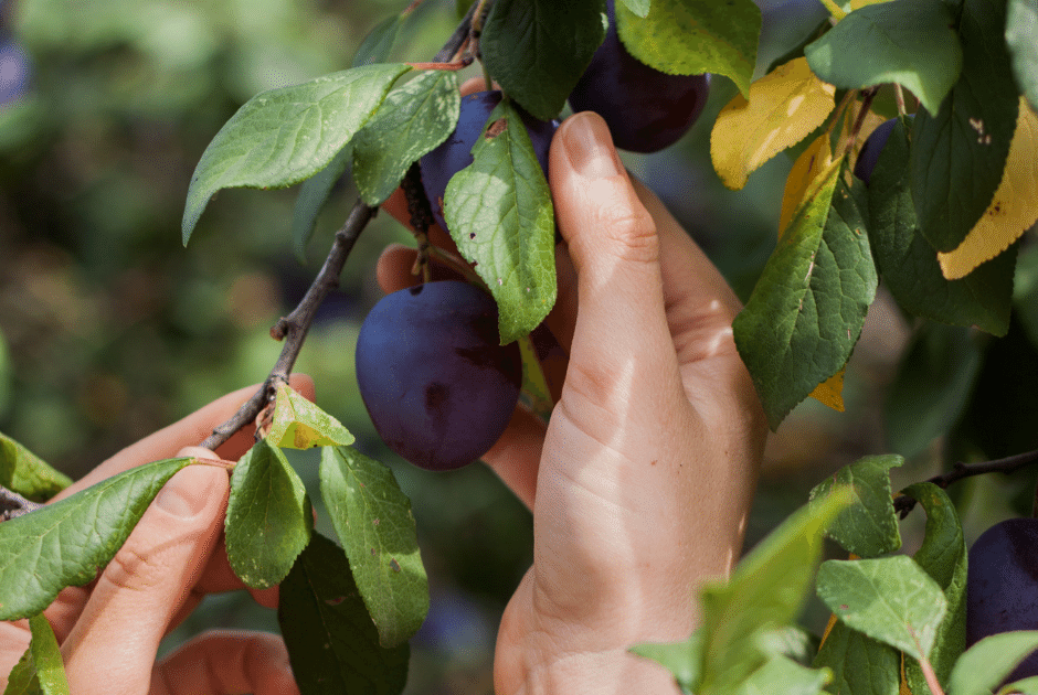 Plum Trees