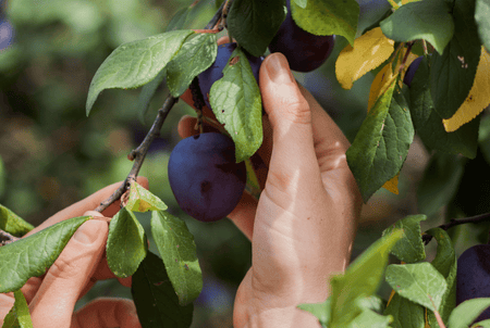 Grow and pick your own juicy plums fresh from your garden