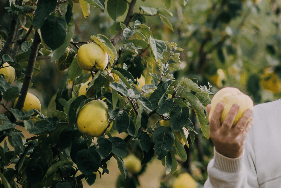 Quince Trees