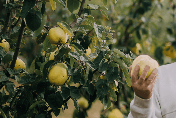 Grow your own Quince Tree in your backyard