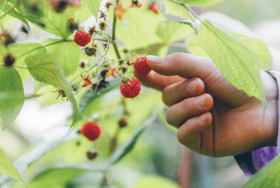Raspberry Bushes