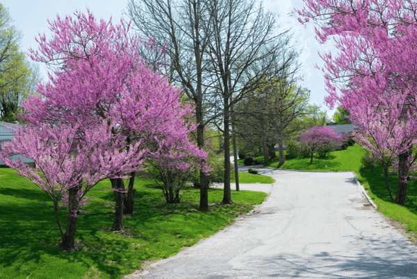 Plant flowering redbud trees in your landscape with home delivery of these big trees!