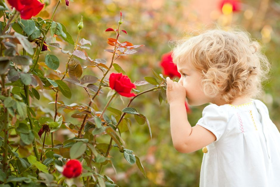 Roses