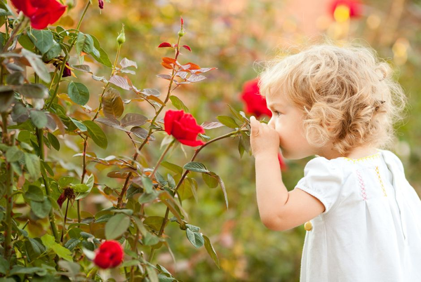Shop large, fresh rose shrubs from the grower to your garden!