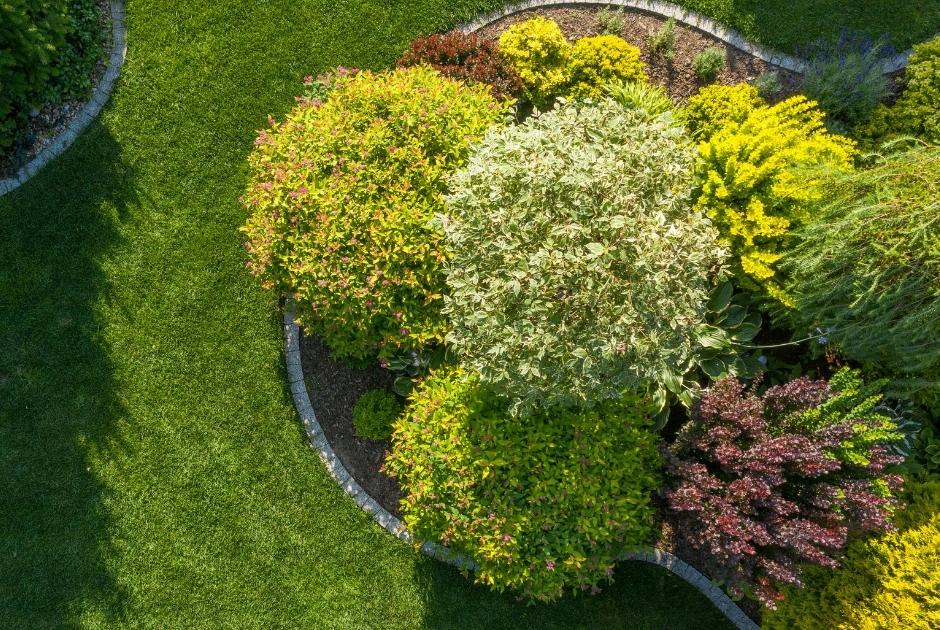 Shrubs in Bulk