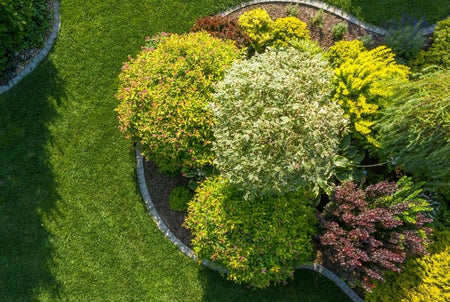 Aerial view of shrubs in landscaping for a residential area.