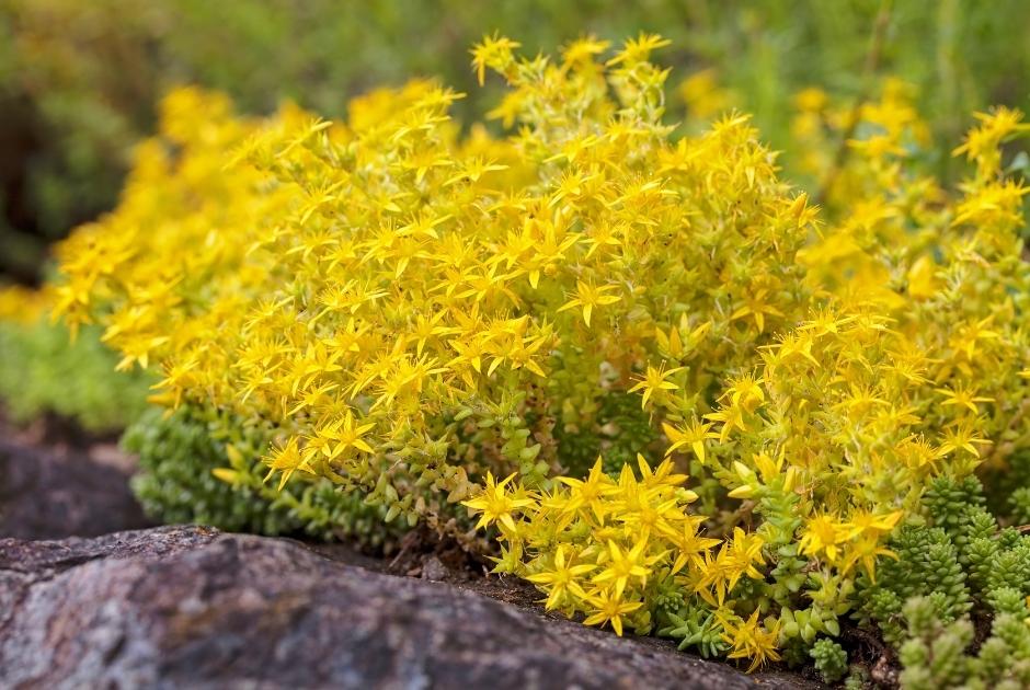 Stonecrop