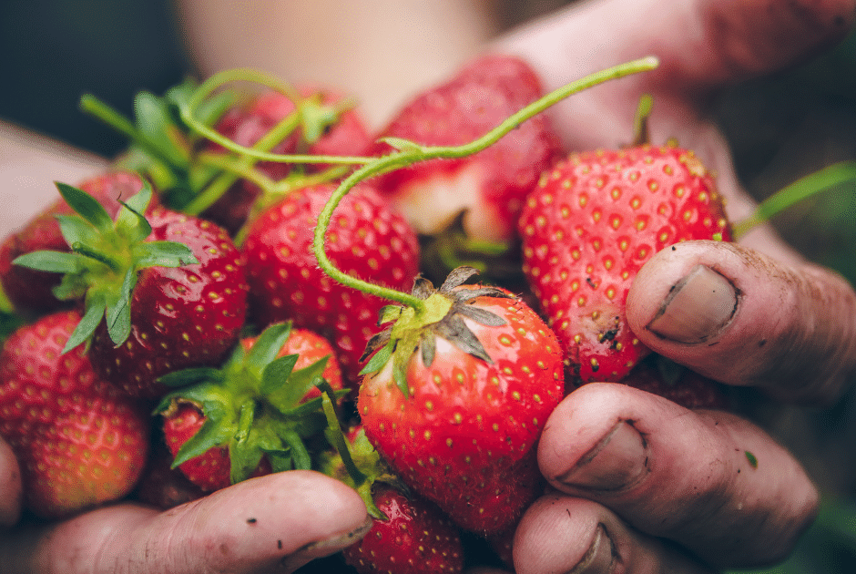 Strawberry Bushes